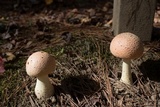 Amanita persicina image