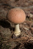 Amanita persicina image