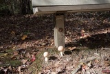 Amanita persicina image