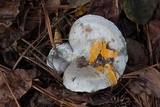 Lactarius chelidonium image