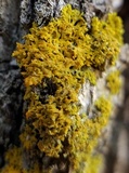 Xanthoria weberi image