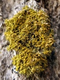 Xanthoria weberi image