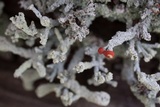 Cladonia floerkeana image