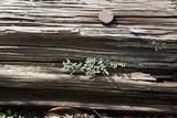 Cladonia floerkeana image