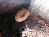 Myxomphalia maura image