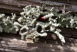 Cladonia floerkeana image