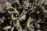 Cladonia caroliniana image