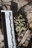 Cladonia caroliniana image