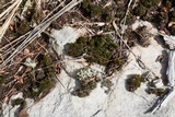 Cladonia caroliniana image