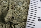 Flavoparmelia baltimorensis image