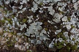 Cladonia apodocarpa image