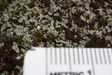 Cladonia apodocarpa image