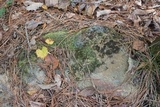 Cladonia apodocarpa image