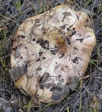 Tricholoma manzanitae image
