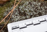 Cladonia apodocarpa image