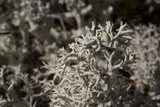 Cladonia subtenuis image