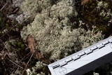 Cladonia subtenuis image