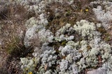 Cladonia subtenuis image