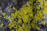 Xanthoria weberi image