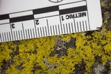 Xanthoria weberi image
