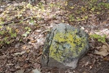 Xanthoria weberi image