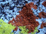 Caloplaca trachyphylla image