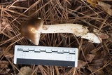 Amanita sect. Vaginatae image