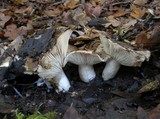 Russula densifolia image
