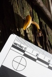 Callistosporium luteo-olivaceum image
