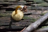 Callistosporium luteo-olivaceum image