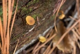 Callistosporium luteo-olivaceum image