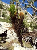 Neopeckia coulteri image