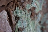Lepraria harrisiana image