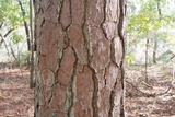 Lepraria harrisiana image