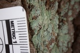 Lepraria harrisiana image