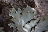 Parmotrema reticulatum image