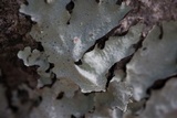 Parmotrema reticulatum image