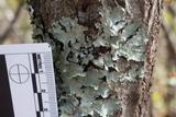 Parmotrema reticulatum image