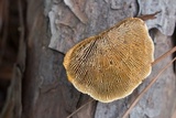 Gloeophyllum sepiarium image