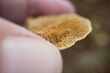 Gloeophyllum sepiarium image
