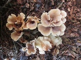 Hohenbuehelia petaloides image