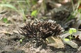 Thelephora palmata image