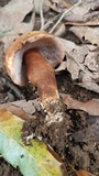 Gyroporus castaneus image