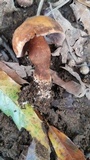 Gyroporus castaneus image