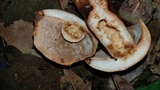 Gyroporus castaneus image