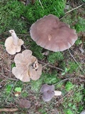 Lactarius mammosus image