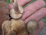 Lactarius mammosus image