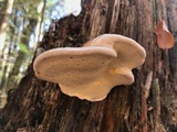 Fomitopsis mounceae image