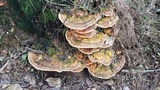 Rigidoporus microporus image