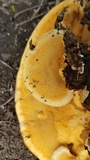 Rigidoporus microporus image